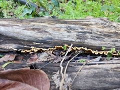 Stereaceae