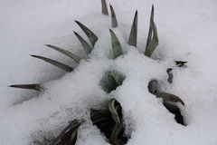 Hesperoyucca whipplei