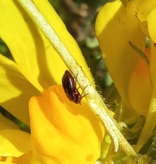 Deraeocoris ribauti