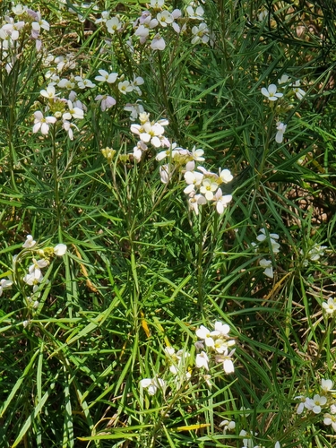 Erysimum image