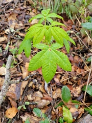 Aesculus californica