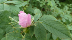Rosa dumalis