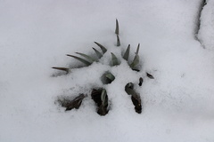 Hesperoyucca whipplei