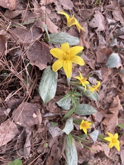 Erythronium rostratum