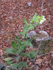 Pseudoturritis turrita