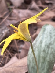 Erythronium rostratum