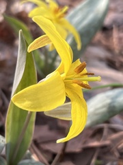 Erythronium rostratum