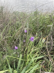 Dipterostemon capitatus