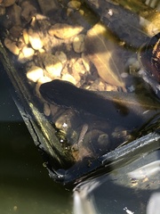 Lissotriton