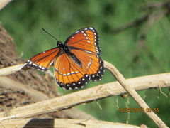 Limenitis archippus obsoleta