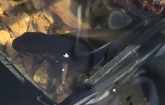 Lissotriton