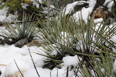 Hesperoyucca whipplei