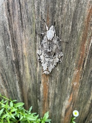 Psilogramma casuarinae