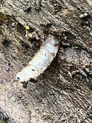 Coelocnemis dilaticollis