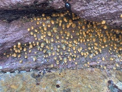 Anthothoe albocincta