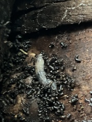 Coelocnemis dilaticollis