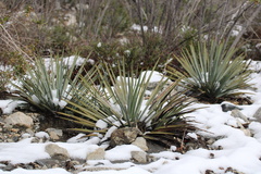 Hesperoyucca whipplei