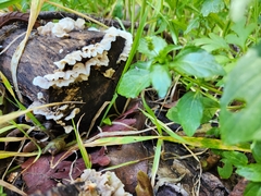 Crepidotus variabilis