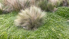Poa cita
