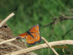 Limenitis archippus obsoleta