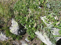 Salix petrophila
