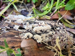 Crepidotus variabilis