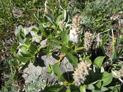 Salix petrophila