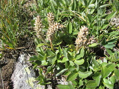 Salix petrophila