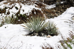 Hesperoyucca whipplei