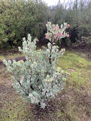 Arctostaphylos viscida