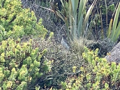 Anthus novaeseelandiae