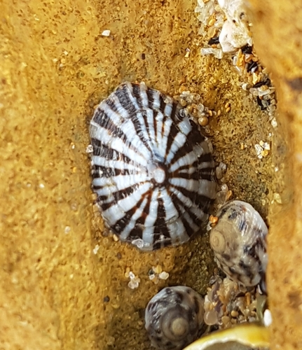 Siphonaria diemenensis