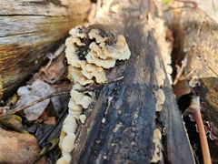 Crepidotus variabilis