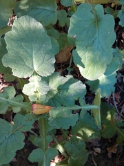 Francoa appendiculata