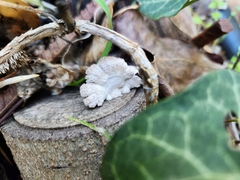 Crepidotus variabilis