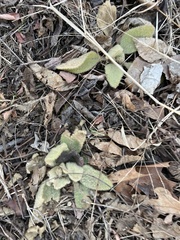 Verbascum thapsus