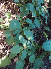 Francoa appendiculata