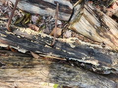 Crepidotus variabilis