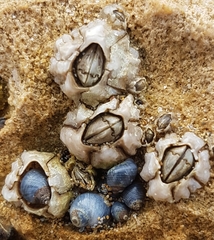 Chthamalus antennatus