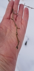 Dirca palustris