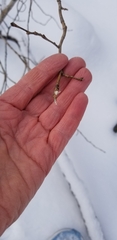 Dirca palustris