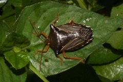 Peromatus
