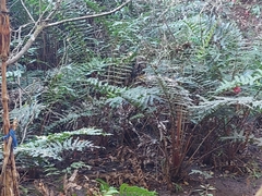 Blechnum chilense