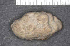 Crepipatella lingulata