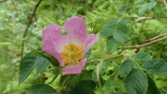 Rosa dumalis