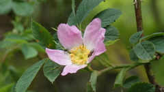 Rosa dumalis