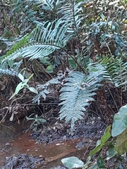 Blechnum chilense