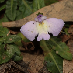 Mazus pumilio
