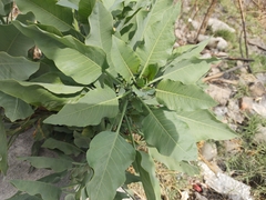 Nicotiana glauca