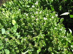 Cardamine cordifolia